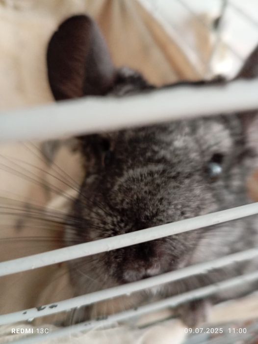 Продам.Шиншылу..