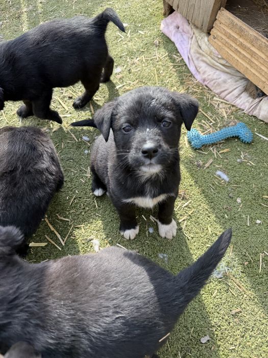 Cățeluși spre adopție