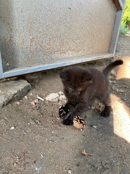 Котята ласковые,игривые