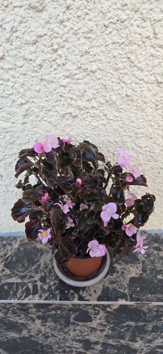 Продаётся комнатное растение