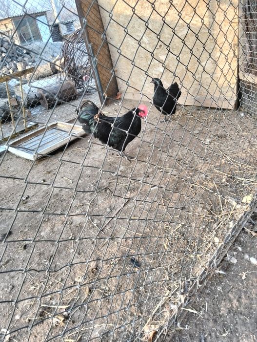 СемьЯ Австролорп