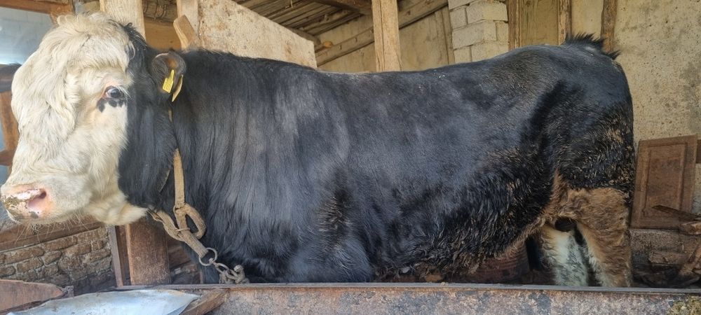 Парода мол сотилади