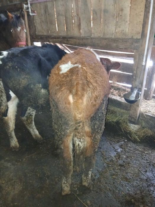 De vânzare doi tauri