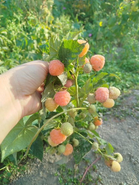 Жёлтая Малина гипоалкргенная