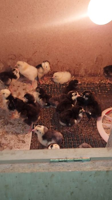 Колдын жумырткасы