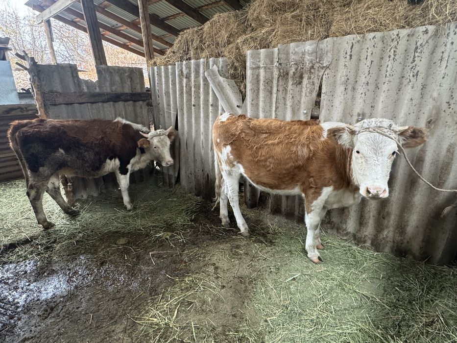 Жалаңаш және әдемі жас қыздардың барлық фотосуреттері