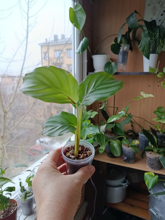 Продам комнатные цветы