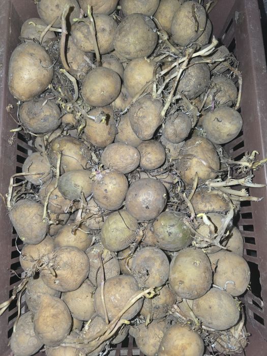 Семенной картофель