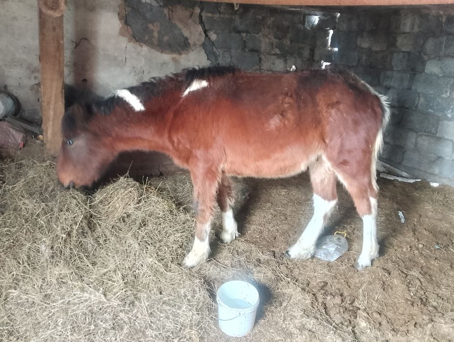 Еркек жабағы сатылады