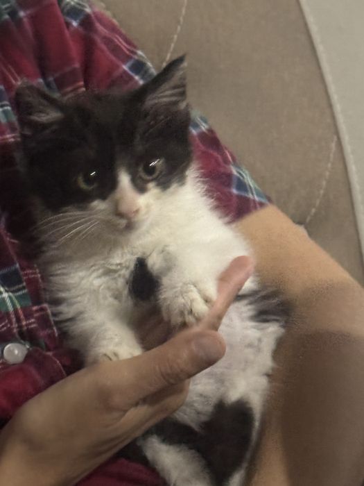 Котик бесплатно