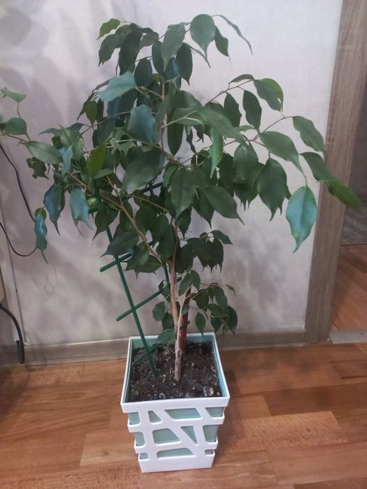 Продам комнатные растения