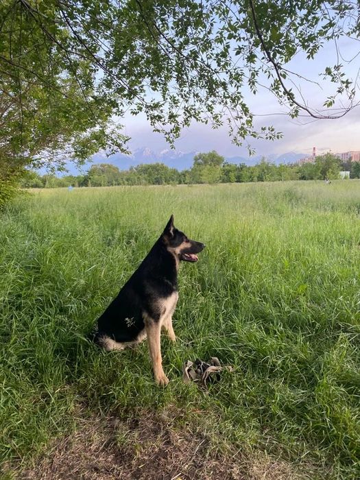 Кобель ВЕО на вязку