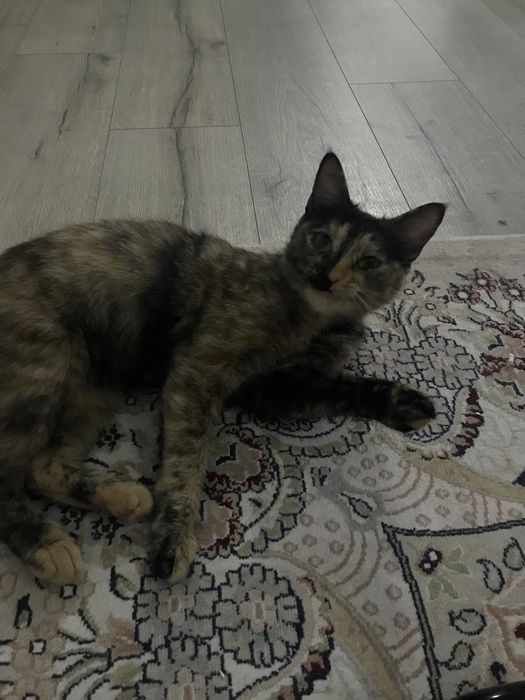 Кошка, стерилизованная