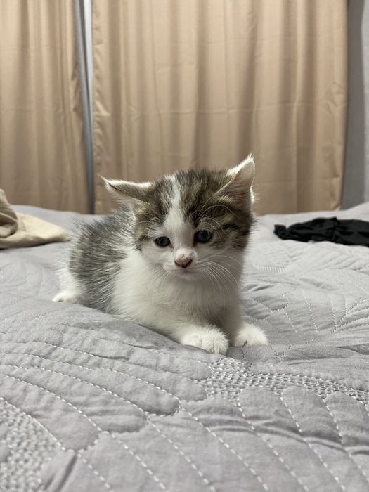 Отдам котенка, бесплатно