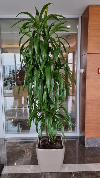 Пересадка Офисных и Комнатных растений уход