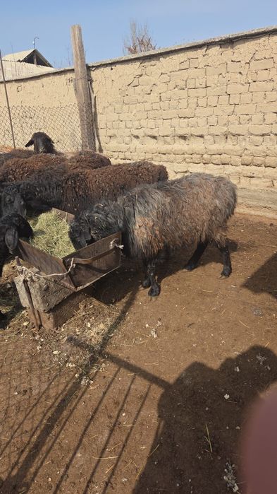 Семіз қойлар сатылады