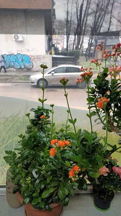 Каланхое 45лв.-80см.