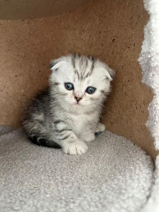 Котята Шотландцы