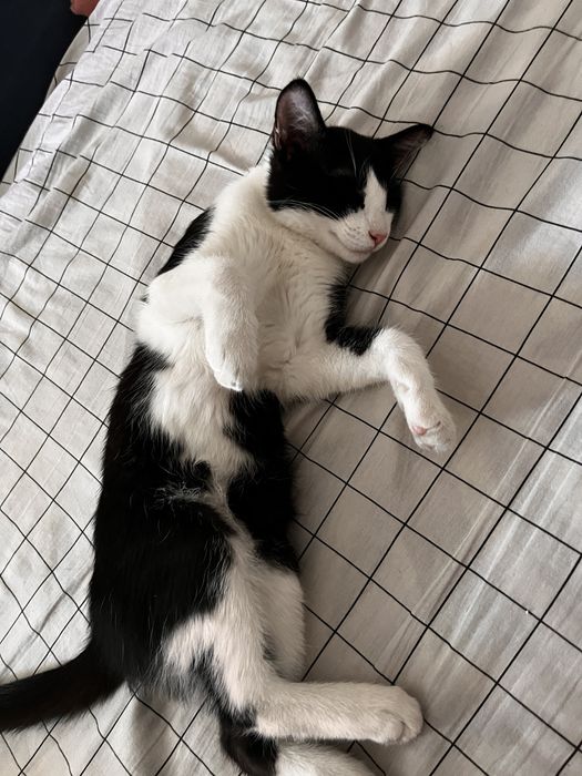 Отдам бесплатно котика