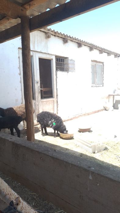 Семіз қойлар сатылады