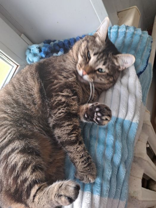 Котик мальчик в добрые руки