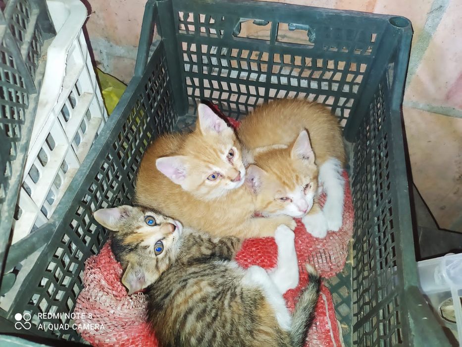Дарим красивых котят