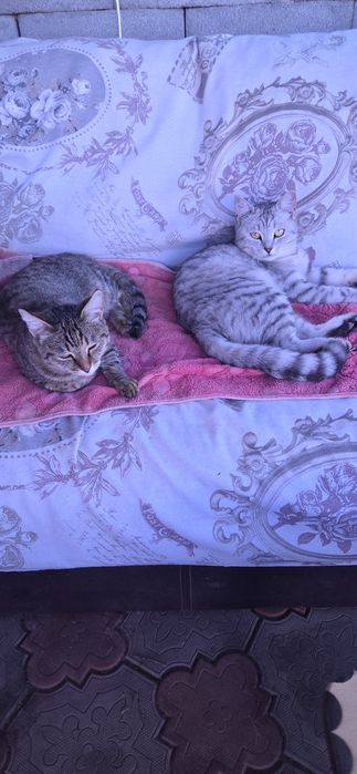 Кошки отдам в хорошие руки, мальчик и девочка