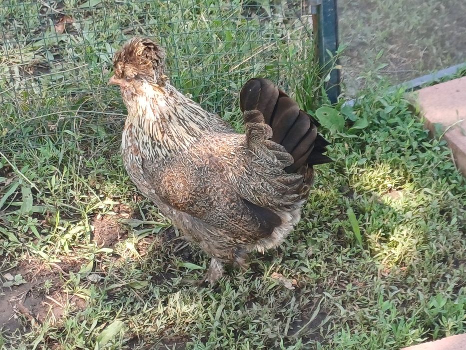 Gainuse pitice  struma bantam