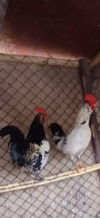 Ёпончалар сотилади