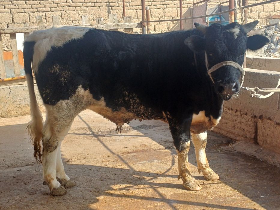 Екы бас бука сатылыды