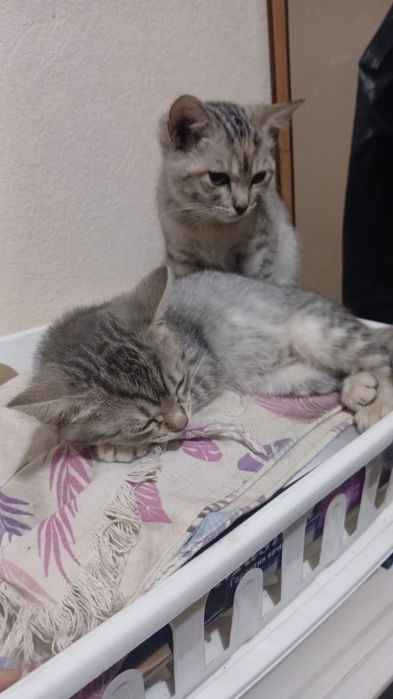 Раздам котят в добрые руки
