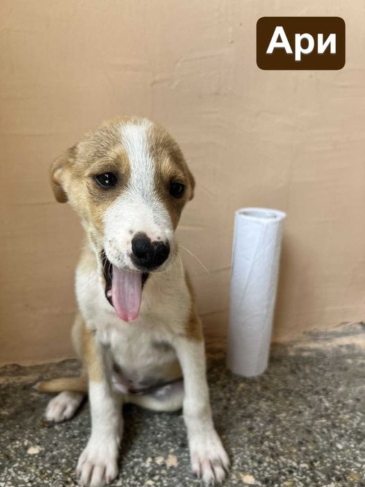 Намерени кученца търсят своя нов дом!