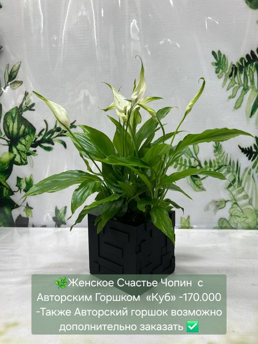 Женское счастье (спатифиллум) и мужское счастье( антуриум).