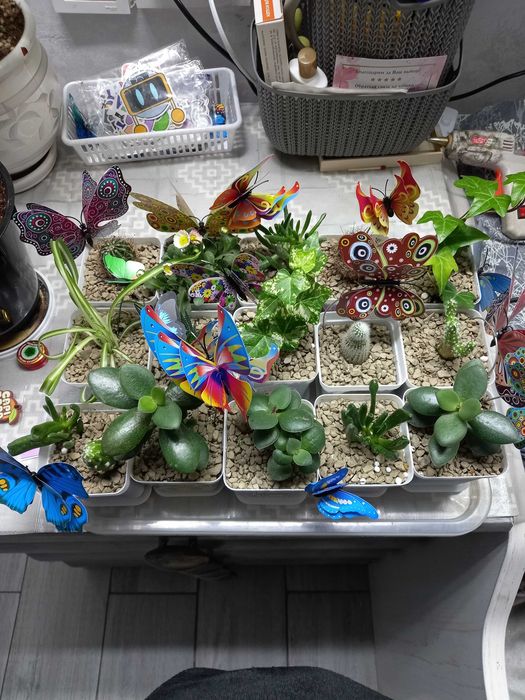 Цветы комнатные-подарок.