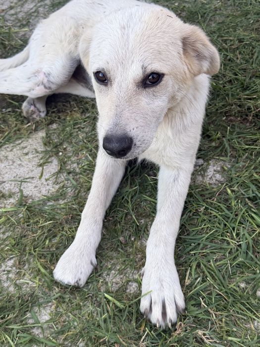 Adoptie responsabila