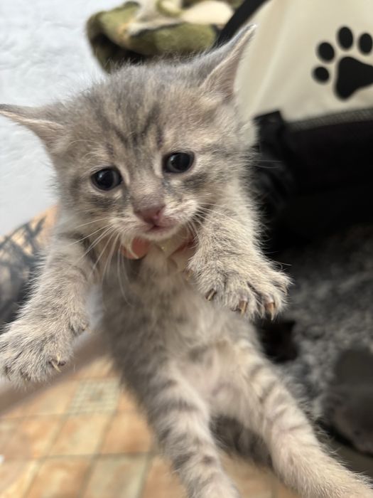Котята ищут дом