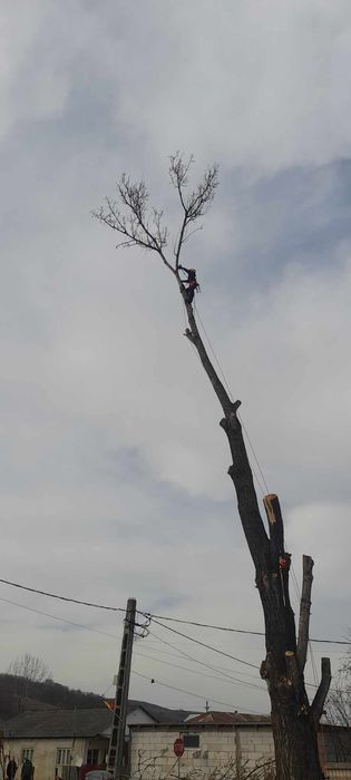 Taieri copaci la înălțime,alpinism utilitar. Elagaj.arbori .