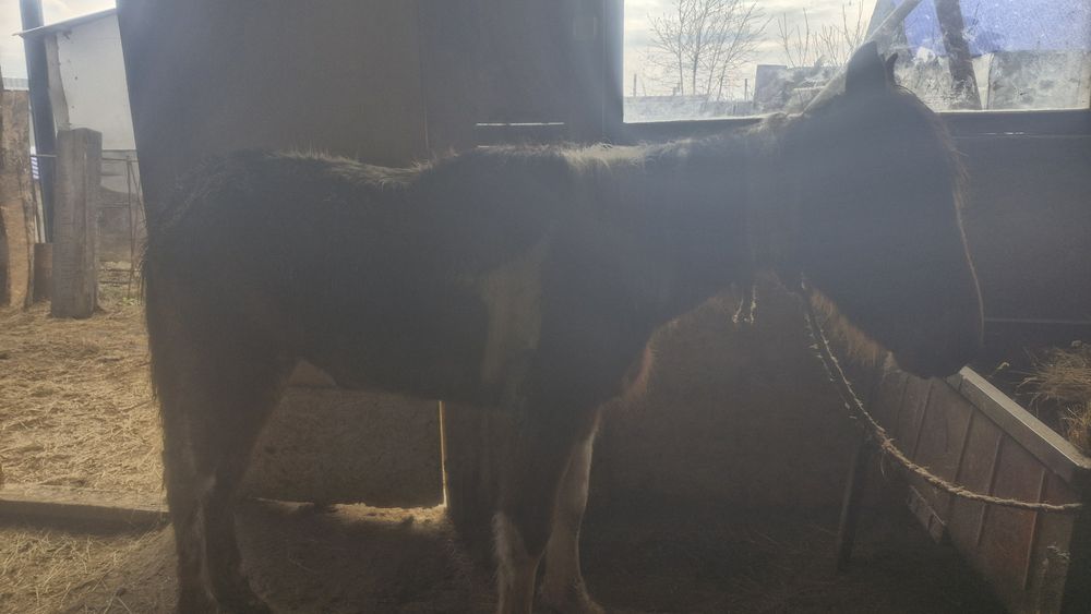 2 жасар құнан сатылады