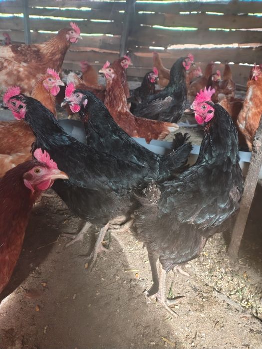 Găini negre de vânzare