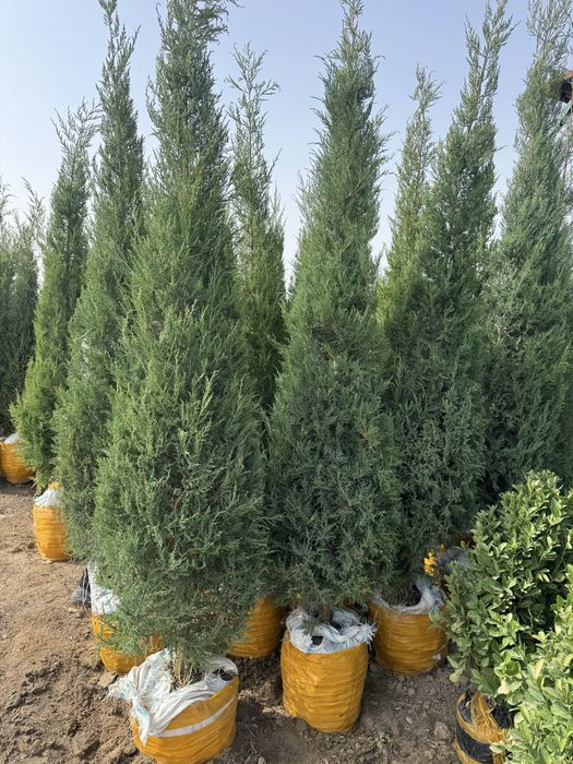 Archa majevenik strishka