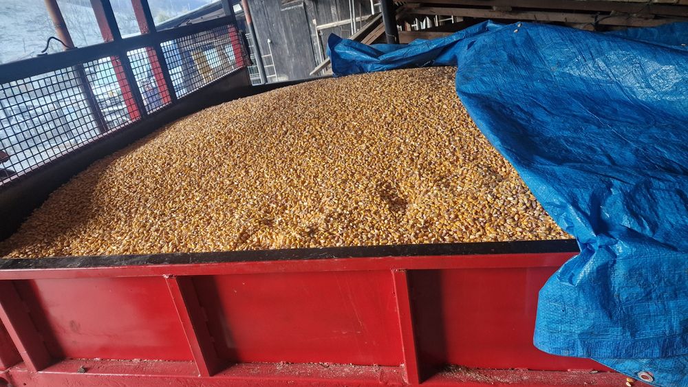 Vând porumb boabe 90 bani kg