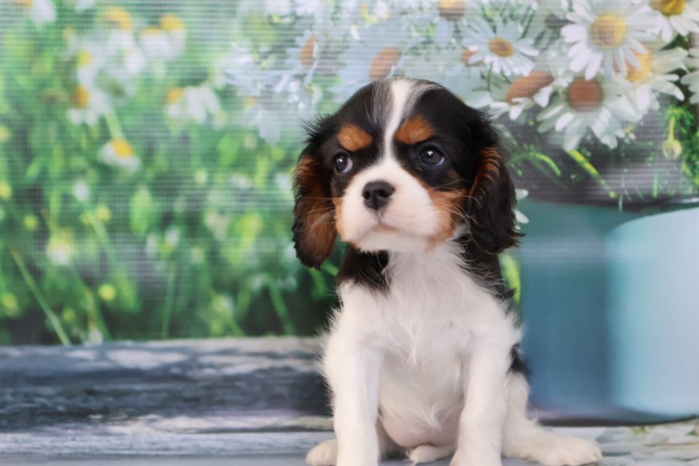 Кавалер кинг чарльз спаниель