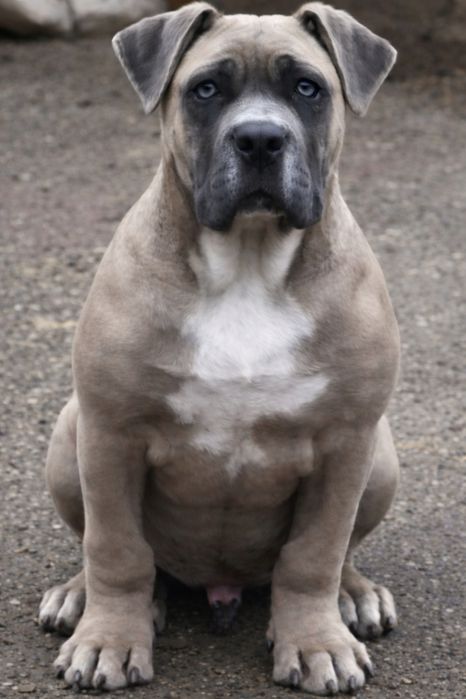 Mascul Cane Corso formentino,cu Pedigree+