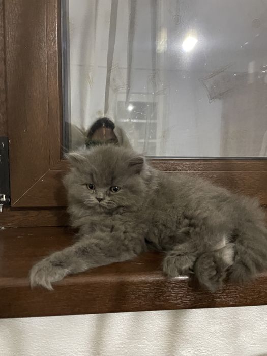motanel british longhair