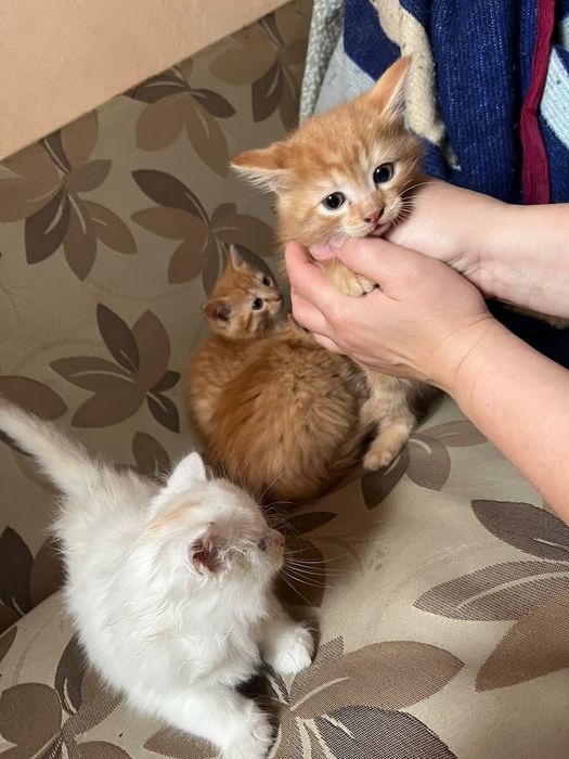 Отдам котят в добрые руки