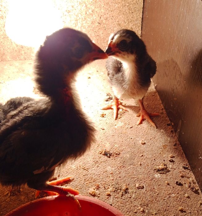 Ко шамо жужалари сотилади...