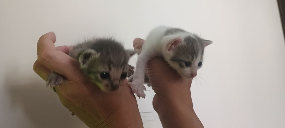 Подаряват се котенца