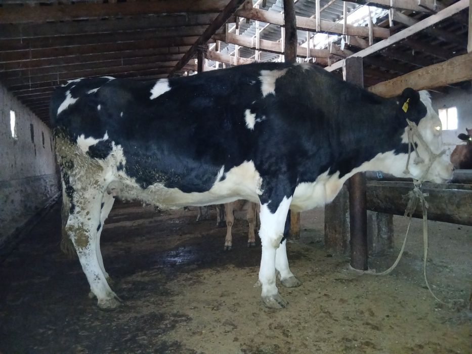 Сигир парод Голшдиен солатилади