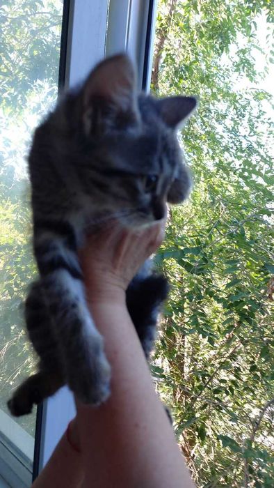 Котёнок девочка 2,5 месяца