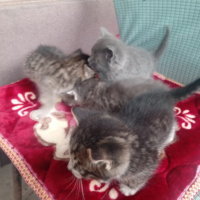 Котята бесплатно